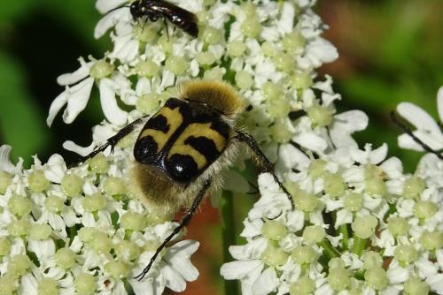 Trichius fasciatus